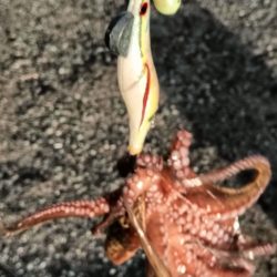 アジング22オクト3