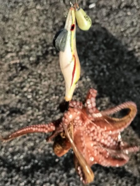 アジング22オクト3