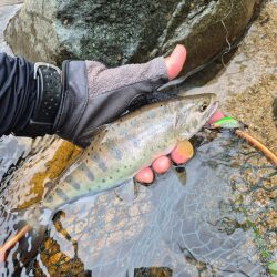 今日は出ないね( ノД`)…