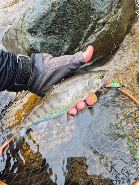 今日は出ないね( ノД`)…