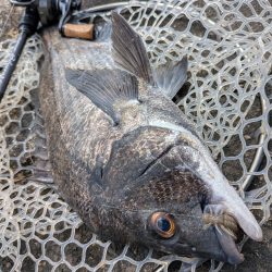 夜勤前広島チニング！