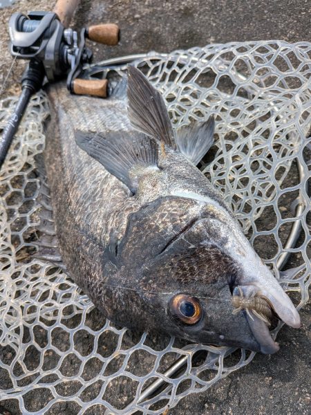 夜勤前広島チニング！