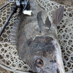 爆釣広島チニング77枚!