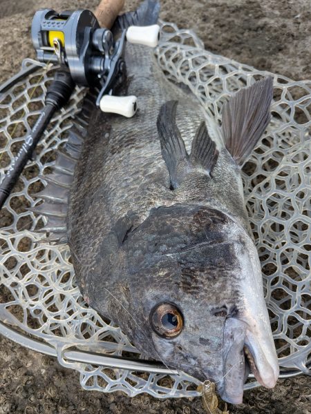 爆釣広島チニング77枚!