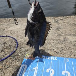 今日は、紀州釣り🥵