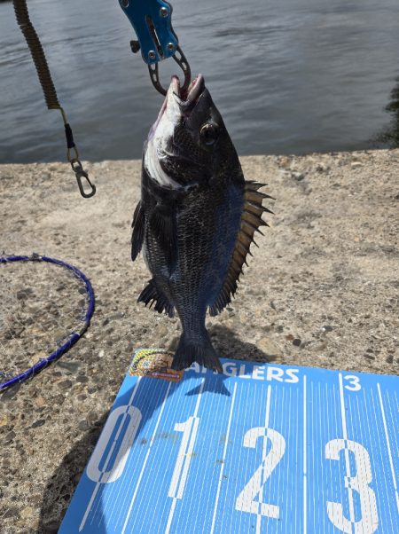 今日は、紀州釣り🥵