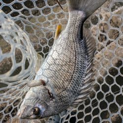 夜勤前広島チニング