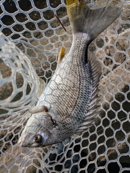 夜勤前広島チニング