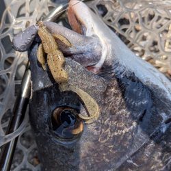 まるで真冬！激ムズ広島チニング