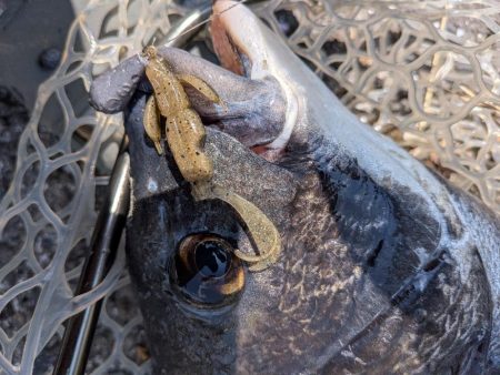 まるで真冬！激ムズ広島チニング