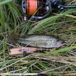 お手軽家前fishing！