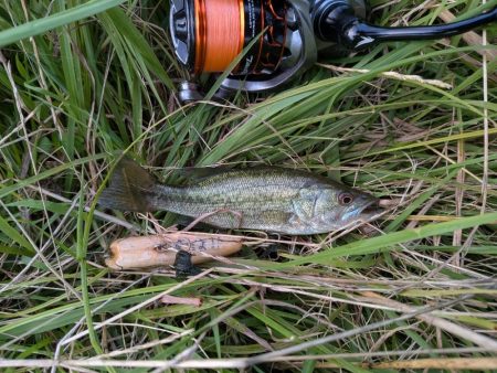 お手軽家前fishing！