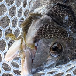 広島チニング　スモーキンダッドの日