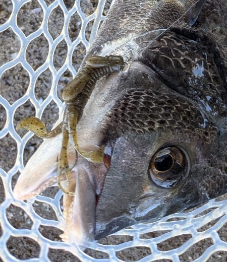 広島チニング　スモーキンダッドの日