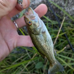 家前fishing！スプーンで楽しむの巻