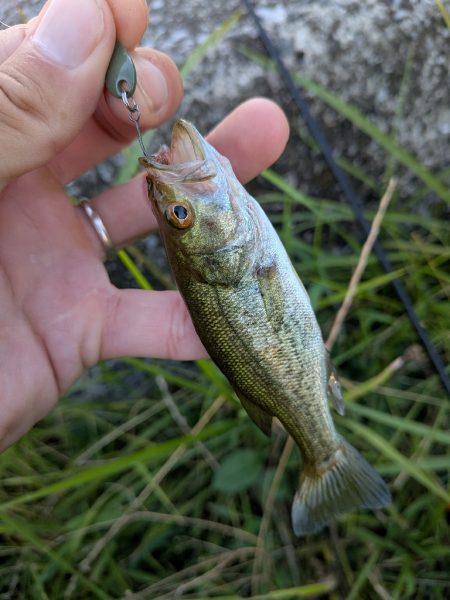家前fishing！スプーンで楽しむの巻
