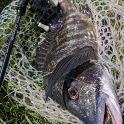 真夏の広島チニング