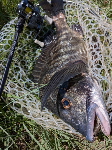 真夏の広島チニング