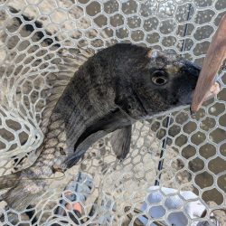 激暑×激ムズ 自作ペンシルで広島チニング