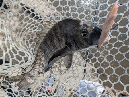 激暑×激ムズ 自作ペンシルで広島チニング