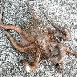 オクトパッシング