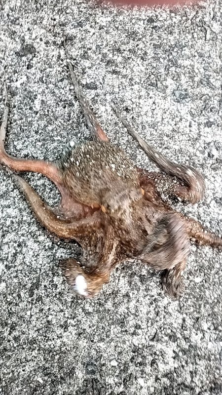 オクトパッシング