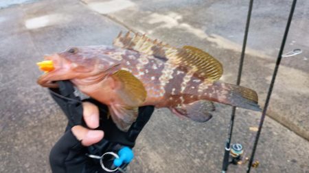 ハードロック X鱗づけ