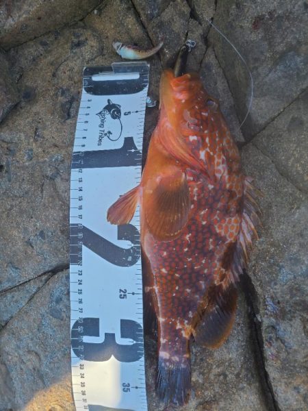 イノシシ&毒性植物。アコウは釣れた…