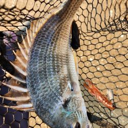 しごおわチニング