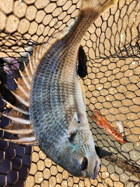 しごおわチニング