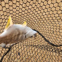 しごおわチニング