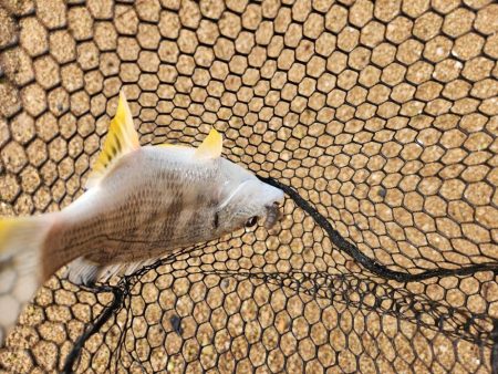 しごおわチニング