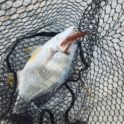 市内河川チニング