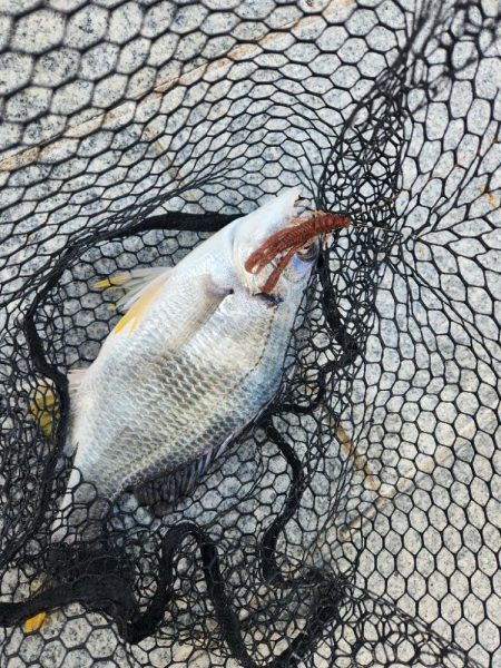 市内河川チニング