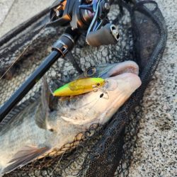 フリリグ&ミノーチニング