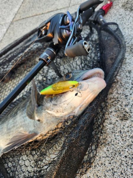 フリリグ&ミノーチニング