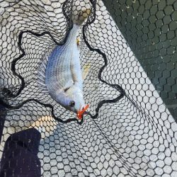 しごおわチニング