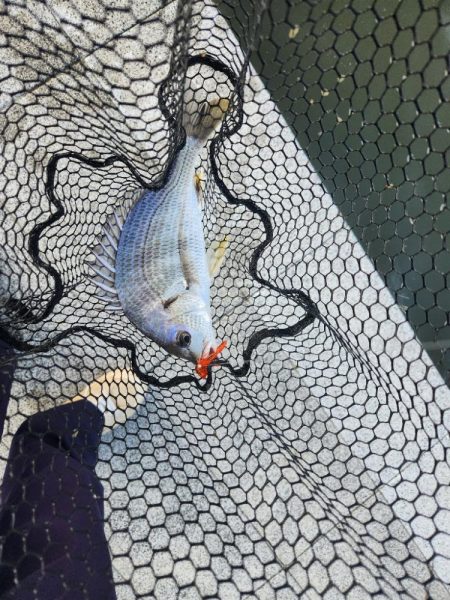 しごおわチニング