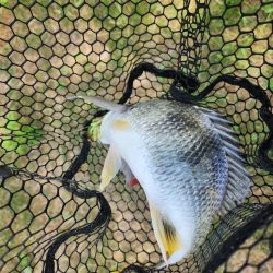 炎天下チニング