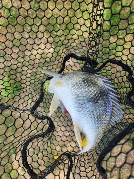 炎天下チニング