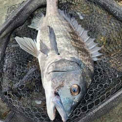 しごおわチニング