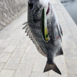 広島市内河川！クロスウェイクチニング