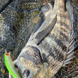 広島市内チニング👍