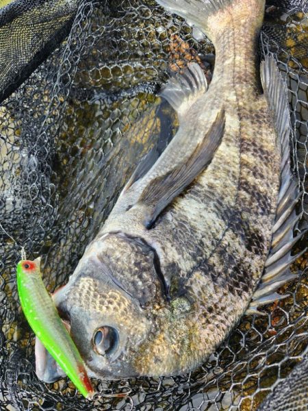 広島市内チニング👍