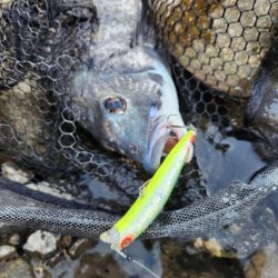 広島市内チニング