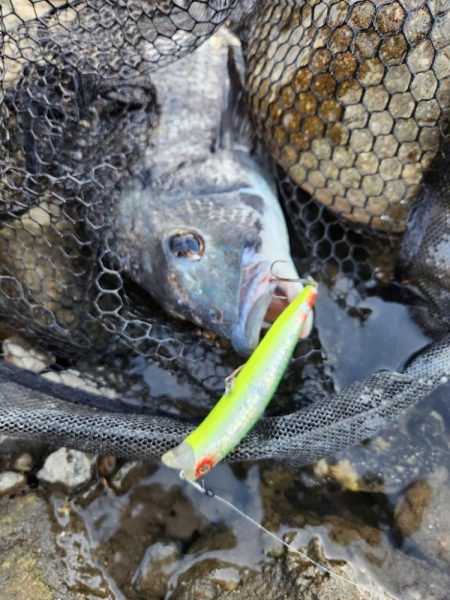 広島市内チニング