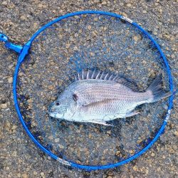 久し振りのチヌ釣り