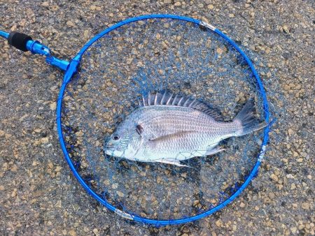 久し振りのチヌ釣り