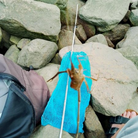 手長エビ終盤？