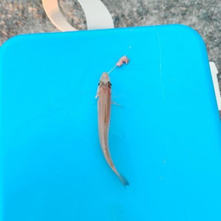 キス泳がせ釣り